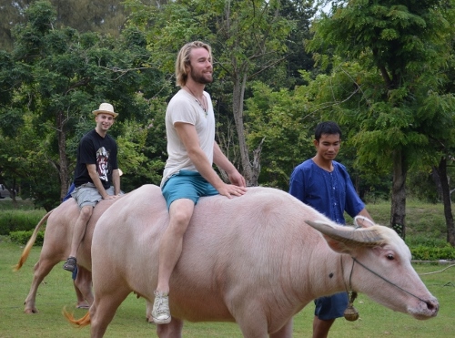 Local foreigners ride albino buffaloes as a part of this past weekend’s Foreigner Friendship Festival in Khon Kaen.