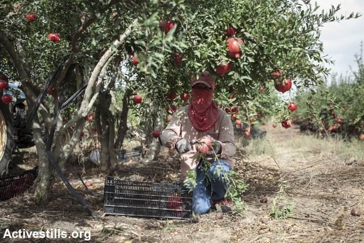 A female Thai farmworker picks pomegranates on a farm in Sde Nitzan,Israel. Photo credit: Shiraz Grinbaum for Activestills.org