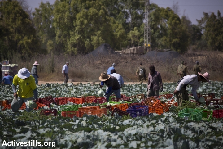 Thai laborers on a cabbage field on a farm at the Israel-Gaza border. Photo credit: Oren Ziv / Activestills.org