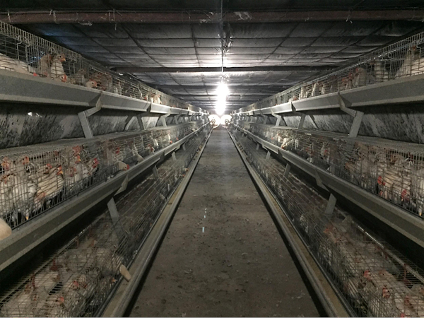It takes about 57 days for the chicks to mature to selling size, and Phikul Rongbutsri receives a load of them from Sriviroj Farm, a large agribusiness corporation, four times per year. This barn holds 21,000 to 23,000 chickens in the hot season and 25,000 chickens in the cool season.