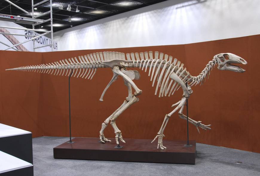 Sirindhorna khoratensis replica at Fukui Prefectural University. Photo credit: Fukui Prefectural Dinosaur Museum / Kyodo News