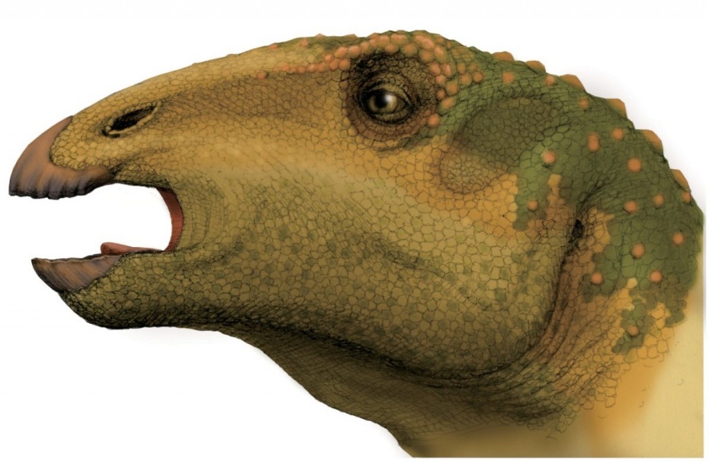 A composite skull reconstruction of Sirindhorna khoratensis. Credit: http://journals.plos.org/plosone/article?id=10.1371/journal.pone.0145904